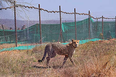 Boost to India's wildlife diversity: PM Modi on 12 cheetahs arriving in MP's Kuno National Park