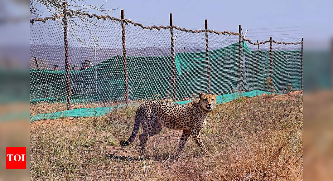 Cheetahs:  Boost to India’s wildlife diversity: PM Modi on 12 cheetahs arriving in MP’s Kuno National Park | India News – Times of India