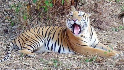 Days after tiger kills villager, another spotted near Pilibhit Tiger ...