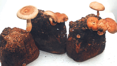 Bengaluru taps into medicinal mushroom cultivation