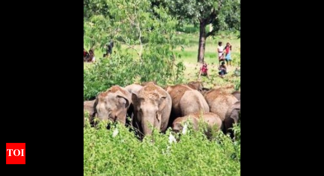 ओडिशा के गंजम जिले में हाथी के हमले में दो वन कर्मचारी घायल |  भुवनेश्वर समाचार – टाइम्स ऑफ इंडिया