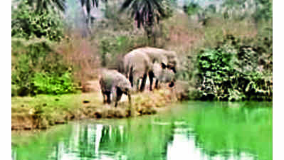 Dalma jumbos in Bankura keep foresters on their toes