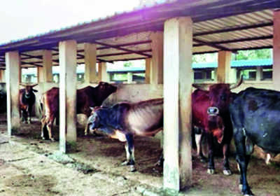 Top 62+ Animal welfare in tirunelveli Top 62+ Animal welfare in tirunelveli