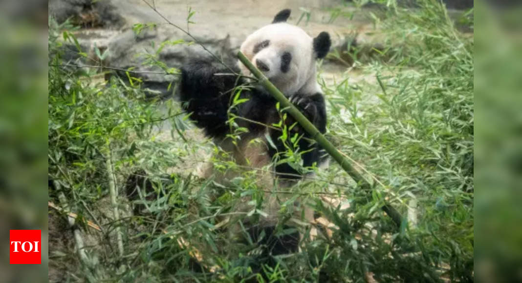 Explainer: Why does China take back its 'gifted' pandas? - Times 