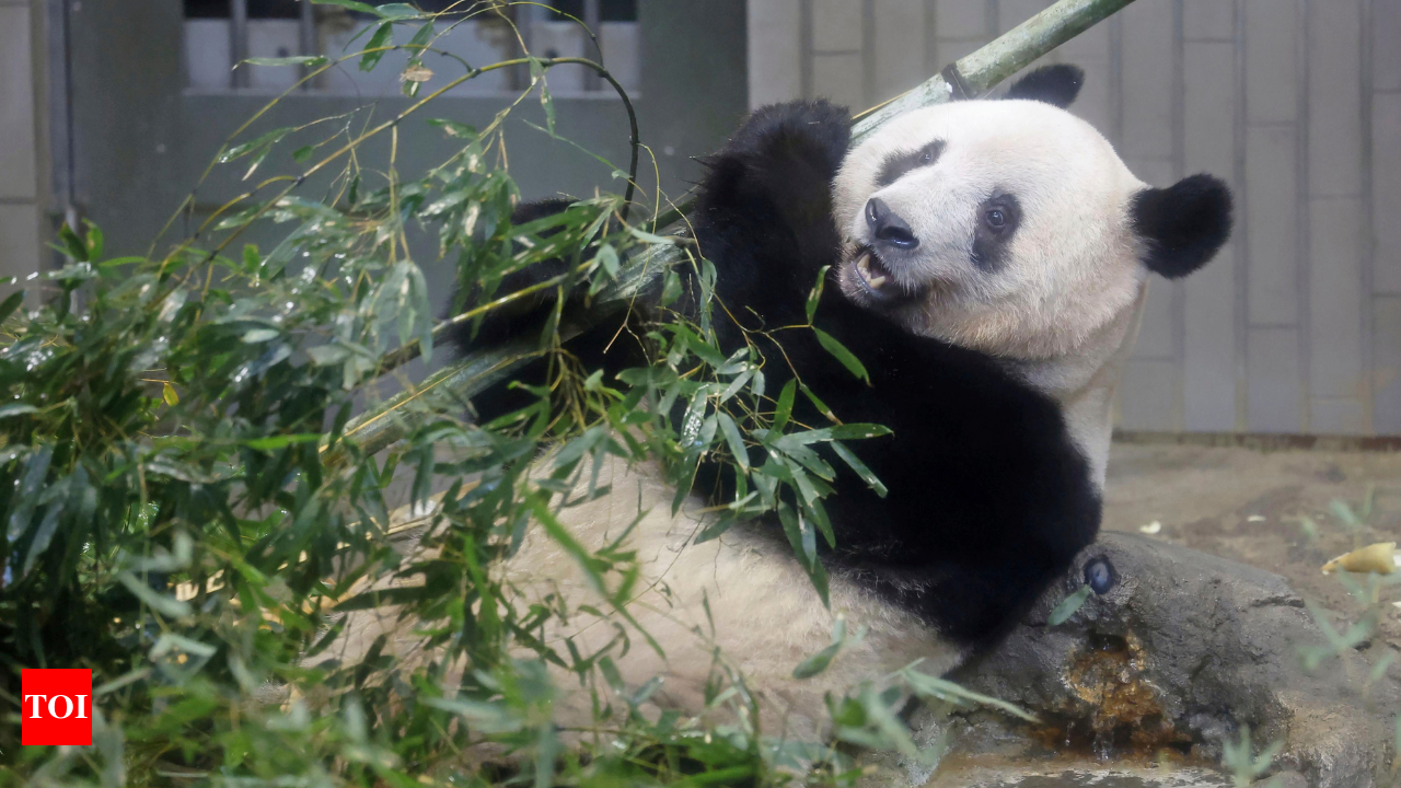 The Land Of The Pandas (Panda Documentary)