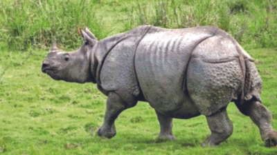 State To Increase Greater 1-horned Rhinos Population By 3% Annually ...