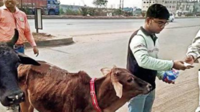 Radium belts for cows, dogs to check highway accidents in West Bengal