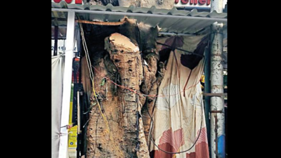 Concretized base, hacking, tin sheds spell doom for Gariahat green giants in Kolkata