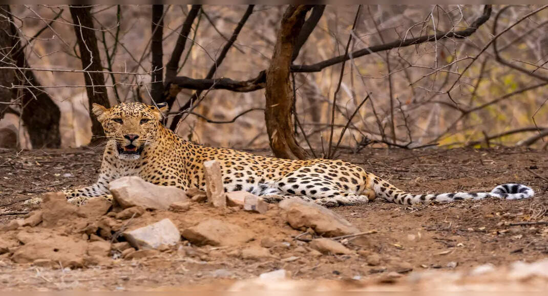 Exploring Jhalana, Rajasthan’s leopard country | TimesTravel