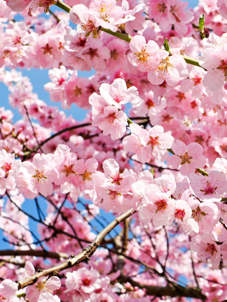 Catch Full Bloom Cherry Blossoms In These Place In India Times Of India