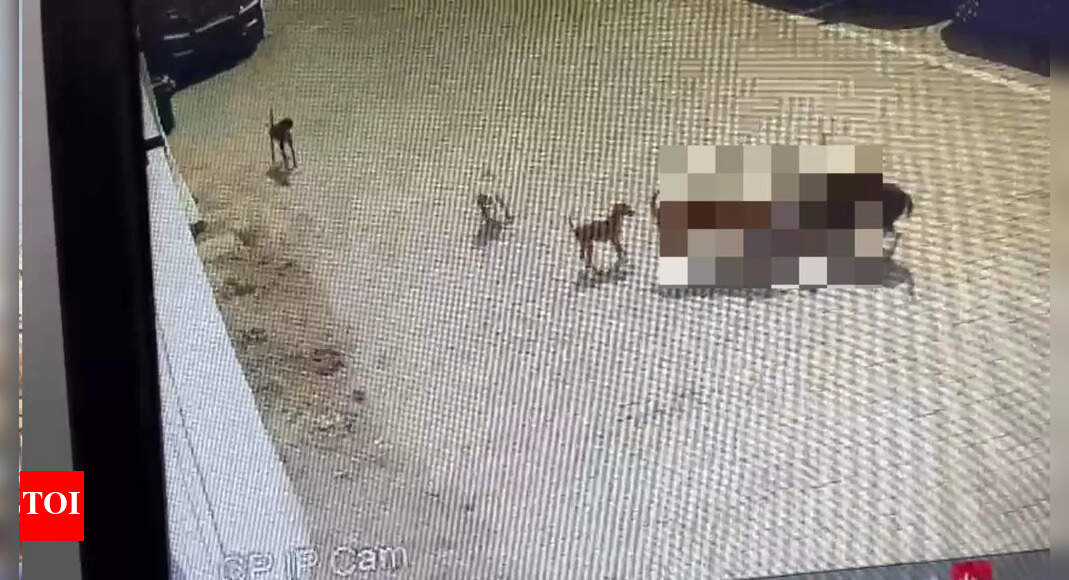 Hyderabad Dog Attack Fiveyearold boy mauled to death by street dogs