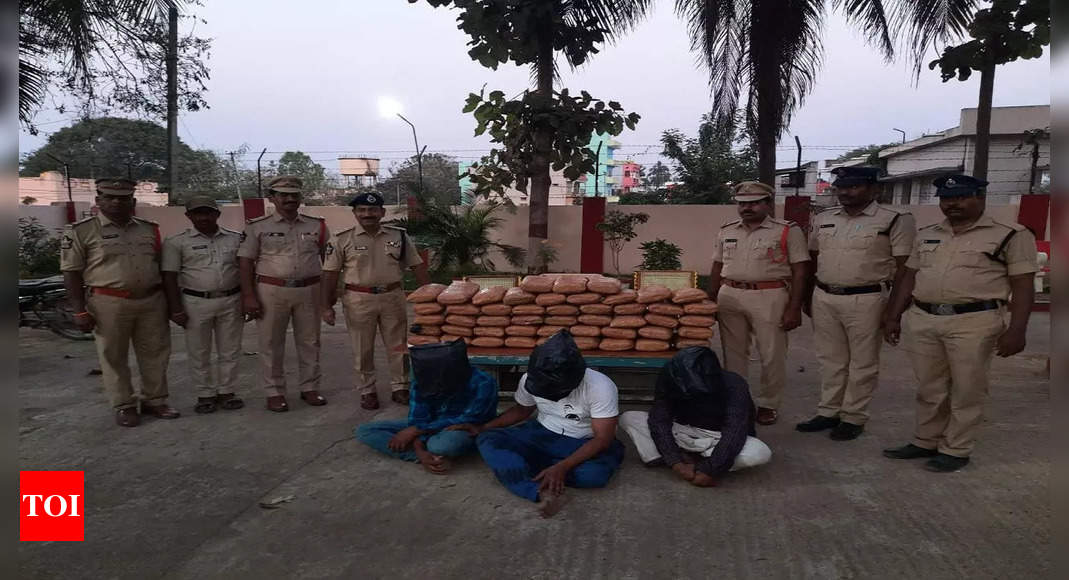 पुलिस ने आंध्र प्रदेश के चित्तूर जिले में 96 किलो गांजा जब्त किया |  अमरावती समाचार – टाइम्स ऑफ इंडिया