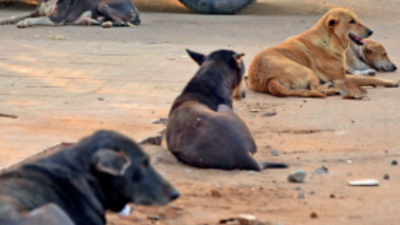 Stray dog, cattle menace haunts Bhubaneswar | Bhubaneswar News - Times of  India
