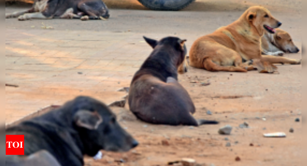 Stray Dog, Cattle Menace Haunts Bhubaneswar | Bhubaneswar News - Times ...