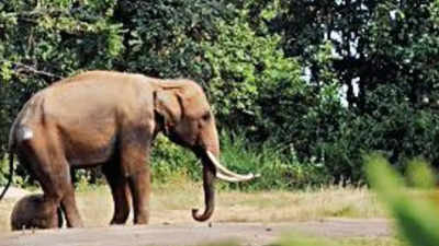 Rogue elephant kills 4 more in Ranchi, death toll mounts to 9