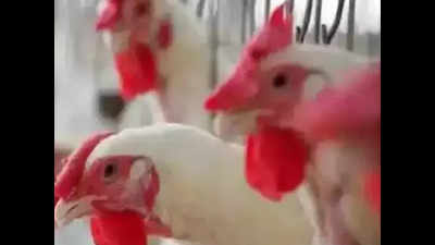 Health alert as bird flu hits Bokaro