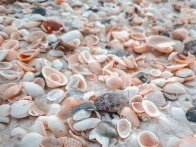 Can you spot the egg in 10 seconds?