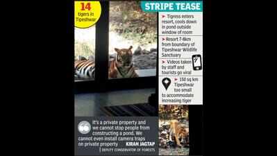 Tigress 'checks into' resort near Tipeshwar, foresters ask for ...
