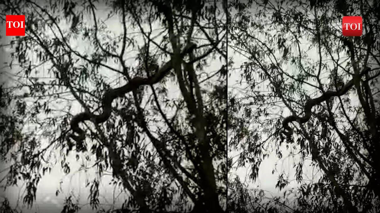 A 20 feet huge python wraps around a tree spotted in Hapur