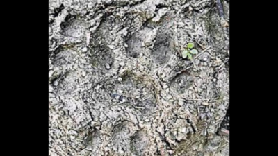 Leopard seen at IAF station near Vadodara