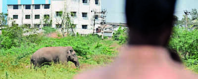 Elephant attacks man, damages forest dept vehicle
