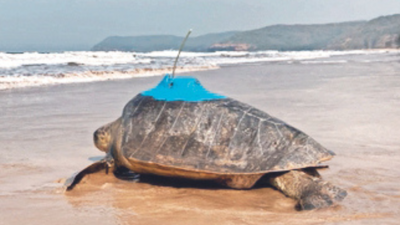 2 more Olive Ridley turtles satellite tagged in Ratnagiri