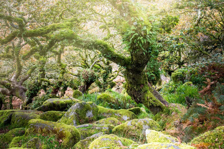 Wistman&rsquo;s Wood Oak Trees, Dartmoor National Park, England