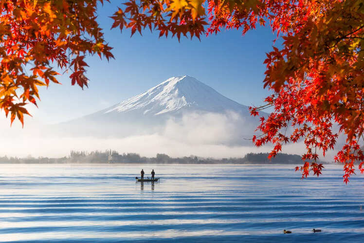 Maple trees, Japan