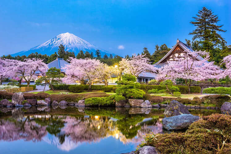 Japan Cherry Blossom trees