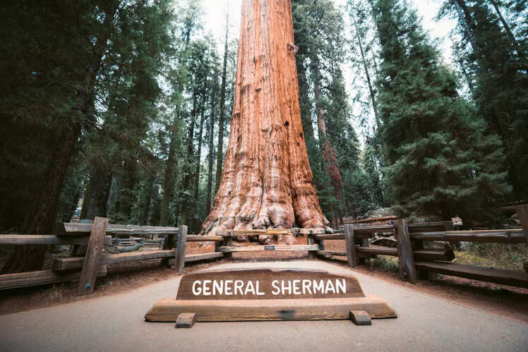 General Sherman tree, Sequoia National Park, California