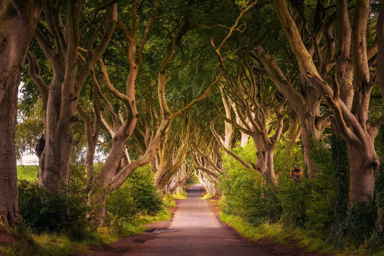 Dark Hedges, Northern Ireland