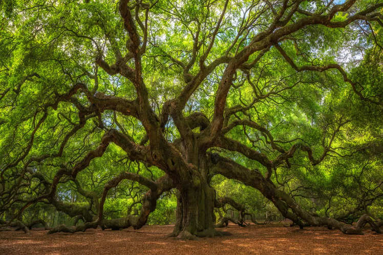 world's most magnificent trees | Times of India Travel