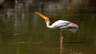 Over 100 bird species spotted on TVS motor factory premises in Hosur