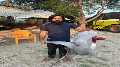 A sarus crane flying by his side, this 'Tarzan' in Uttar Pradesh is a head-turner