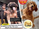 Goldendoodle to Papillon: Exotic trophy pets that are in demand