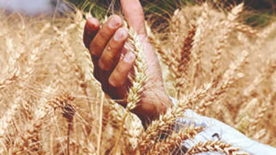 Wheat-growing states see 99% rain deficiency in February