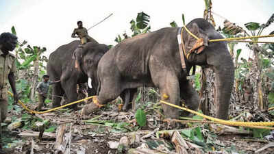 Rogue-turned-kumki Chinna Thambi helps capture makhna elephant in Coimbatore