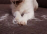 7 smart hacks to clean PET HAIR from your house