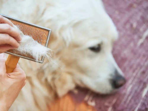 7 smart hacks to clean PET HAIR from your house