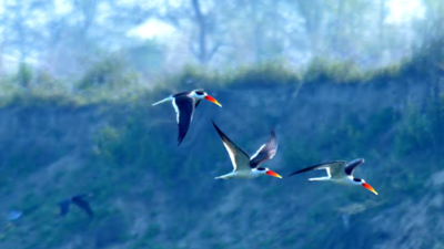Breeding site of rare Indian skimmers spotted along Gomti in UP's Barabanki
