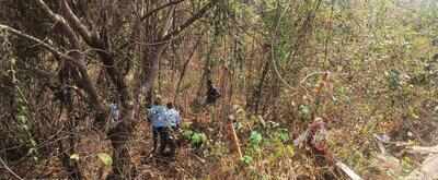 Desainagar wakes up to bison, drives them away after 5 hours