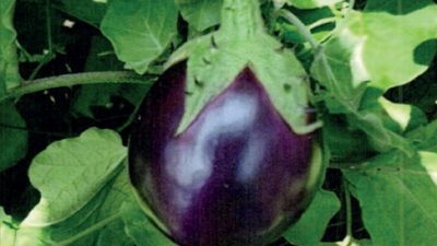 Vellore Spiny Brinjal, Ramnad Mundu Chilli conferred GI tag in Tamil Nadu