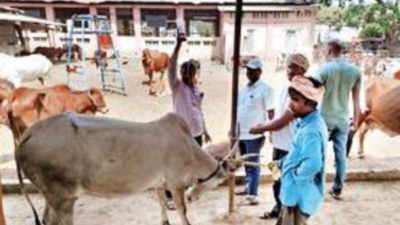 12 cows die in Kolhapur's Kaneri Mutt in 2 days