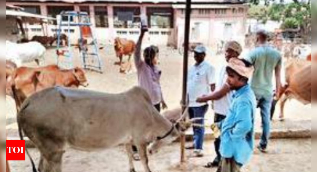 12 Cows Die In Kolhapur's Kaneri Mutt In 2 Days 