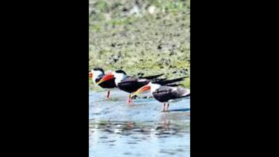 Breeding site of rare Indian skimmers spotted along Gomti river in UP's Barabanki
