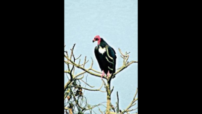 Return of vultures: Once nearly extinct species spotted in Dudhwa & Banbasa, seen nesting in Terai