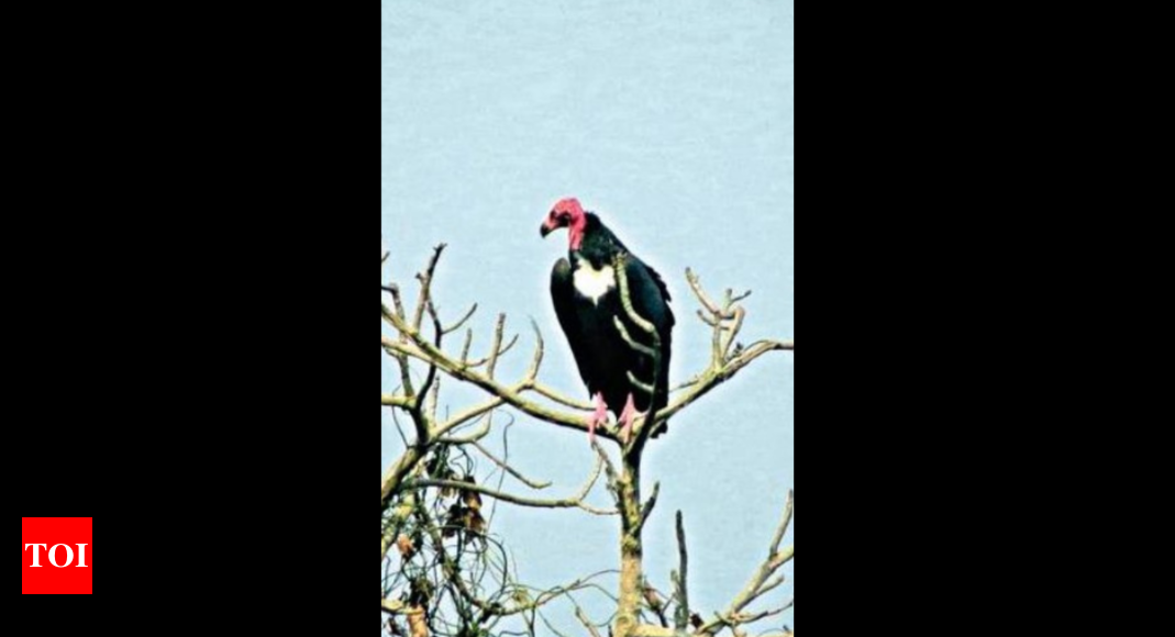 Captive-bred vultures can improve flight and migration performance