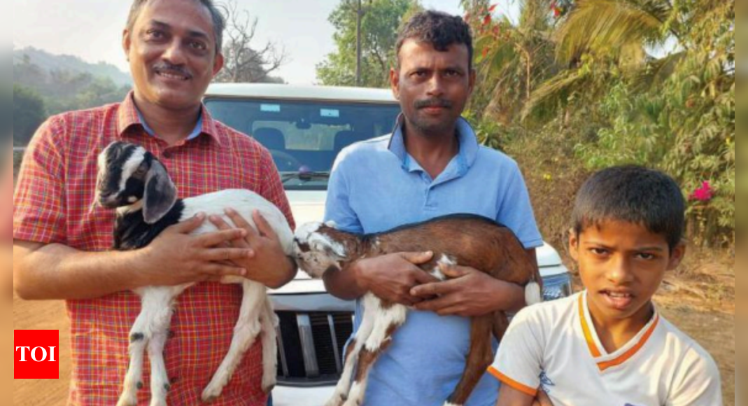 Farmer Returns Favour For Receiving Goats As Aid Goa News Times Of