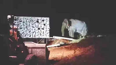Forest department releases makhna elephant in Anamalai Tiger Reserve