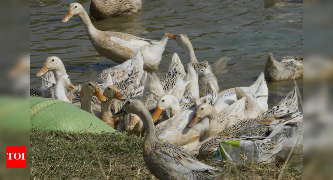 Nearly 4,000 chickens, ducks to be culled as Jharkhand reports bird flu outbreak | Ranchi News - Times of India Nearly 4,000 chickens, ducks to be culled as Jharkhand reports bird flu outbreak | Ranchi News - Times of India